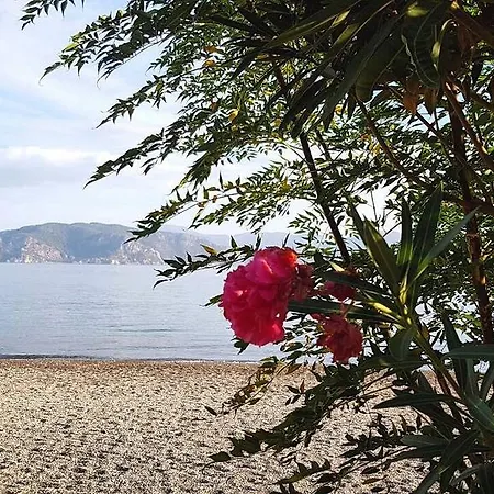 Maris تورونشْ